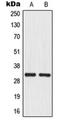 Mitochondrial Ribosomal Protein L46 antibody, orb215123, Biorbyt, Western Blot image 
