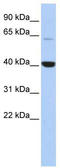 mBD-1 antibody, TA345666, Origene, Western Blot image 