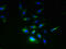 Ring Finger Protein 133 antibody, A51193-100, Epigentek, Immunofluorescence image 