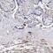 Epiphycan antibody, NBP1-70338, Novus Biologicals, Immunohistochemistry paraffin image 