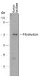 Fibromodulin antibody, MAB5945, R&D Systems, Western Blot image 