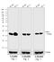 Mouse IgG antibody, 31320, Invitrogen Antibodies, Western Blot image 