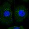 Adhesion Molecule With Ig Like Domain 2 antibody, HPA059601, Atlas Antibodies, Immunocytochemistry image 