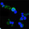 Neurotrophic Receptor Tyrosine Kinase 1 antibody, LS-C812378, Lifespan Biosciences, Immunofluorescence image 