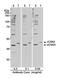 COP9 Signalosome Subunit 3 antibody, A300-029A, Bethyl Labs, Western Blot image 