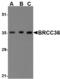 BRCA1/BRCA2-Containing Complex Subunit 3 antibody, AHP1484, Bio-Rad (formerly AbD Serotec) , Western Blot image 