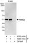 Proteasome 26S Subunit, ATPase 4 antibody, A303-849A, Bethyl Labs, Immunoprecipitation image 