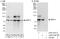 DnaJ homolog subfamily C member 2 antibody, A303-721A, Bethyl Labs, Immunoprecipitation image 