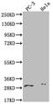 Zinc Finger DHHC-Type Containing 12 antibody, CSB-PA822219LA01HU, Cusabio, Western Blot image 