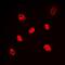 Hnf-4 antibody, orb338861, Biorbyt, Immunofluorescence image 