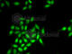 SET Domain And Mariner Transposase Fusion Gene antibody, A6738, ABclonal Technology, Immunofluorescence image 
