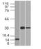 Chymotrypsin Like Elastase 3B antibody, MBS439690, MyBioSource, Western Blot image 