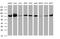 Conserved oligomeric Golgi complex subunit 6 antibody, MA5-26181, Invitrogen Antibodies, Western Blot image 
