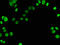 X-Ray Repair Cross Complementing 6 antibody, A56647-100, Epigentek, Immunofluorescence image 