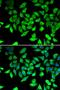 Cell cycle and apoptosis regulator protein 2 antibody, orb247820, Biorbyt, Immunofluorescence image 