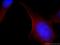 Myosin Heavy Chain 14 antibody, 20716-1-AP, Proteintech Group, Immunofluorescence image 