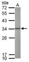 Aly/REF Export Factor antibody, NBP1-33598, Novus Biologicals, Western Blot image 