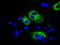 Mitochondrial Translational Release Factor 1 Like antibody, TA501050, Origene, Immunofluorescence image 