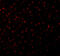 Caspase-12 antibody, 2327, ProSci Inc, Immunofluorescence image 