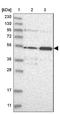 NHS Like 1 antibody, NBP2-38148, Novus Biologicals, Western Blot image 