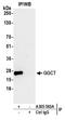Gamma-Glutamylcyclotransferase antibody, A305-563A, Bethyl Labs, Immunoprecipitation image 