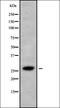 Calmodulin Like 6 antibody, orb338113, Biorbyt, Western Blot image 