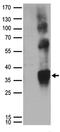 Granulophysin antibody, TA890020S, Origene, Western Blot image 
