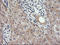 RAB30, Member RAS Oncogene Family antibody, LS-C787551, Lifespan Biosciences, Immunohistochemistry frozen image 