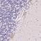 Pancreatic Lipase Related Protein 3 antibody, PA5-62530, Invitrogen Antibodies, Immunohistochemistry paraffin image 