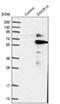 Protein DGCR14 antibody, NBP1-84258, Novus Biologicals, Western Blot image 