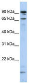 Male-specific lethal 2 homolog antibody, TA329876, Origene, Western Blot image 