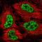 SF3b155 antibody, HPA050275, Atlas Antibodies, Immunofluorescence image 