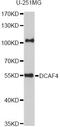 DDB1 And CUL4 Associated Factor 4 antibody, LS-C749851, Lifespan Biosciences, Western Blot image 