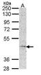 Melanocortin receptor 5 antibody, GTX108149, GeneTex, Western Blot image 