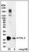 Four and a half LIM domains protein 2 antibody, ab12327, Abcam, Western Blot image 