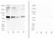 O-Linked N-Acetylglucosamine antibody, NB300-614, Novus Biologicals, Western Blot image 