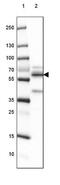 Breast Carcinoma Amplified Sequence 1 antibody, NBP2-38736, Novus Biologicals, Western Blot image 