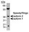Speedy protein A antibody, PA1-16959, Invitrogen Antibodies, Western Blot image 