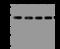 Poly(ADP-Ribose) Polymerase 1 antibody, 310193-T46, Sino Biological, Western Blot image 