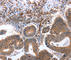 CNTFR-alpha antibody, A2700, ABclonal Technology, Immunohistochemistry paraffin image 