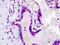 LEO1 antibody, orb89959, Biorbyt, Immunohistochemistry paraffin image 