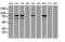 Catenin Beta 1 antibody, LS-C114343, Lifespan Biosciences, Western Blot image 