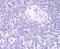 Forkhead box protein N1 antibody, NB100-1302, Novus Biologicals, Immunohistochemistry frozen image 