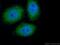 Piwi-like protein 1 antibody, 15659-1-AP, Proteintech Group, Immunofluorescence image 