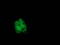 Carnosine Dipeptidase 1 antibody, M06263-1, Boster Biological Technology, Immunofluorescence image 