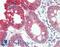 Claudin-8 antibody, LS-B11022, Lifespan Biosciences, Immunohistochemistry frozen image 