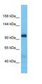 BOC Cell Adhesion Associated, Oncogene Regulated antibody, orb330506, Biorbyt, Western Blot image 