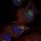 KIAA1147 antibody, NBP2-55849, Novus Biologicals, Immunocytochemistry image 