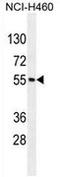MIER Family Member 2 antibody, AP52697PU-N, Origene, Western Blot image 