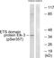 ETS Transcription Factor ELK3 antibody, PA5-38489, Invitrogen Antibodies, Western Blot image 
